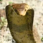 Snake Cobra - Hindu symbols