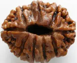 Rudraksha bead