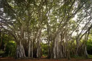 vat purnima - a huge banyan tree