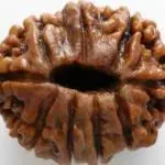 Rudraksha - Hindu symbols