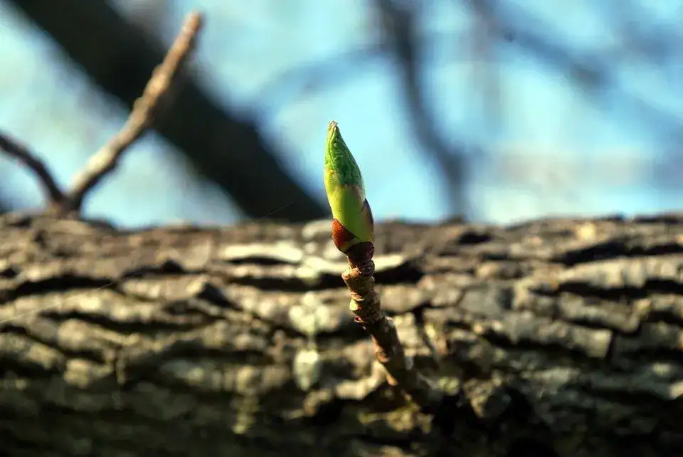 Rebirth