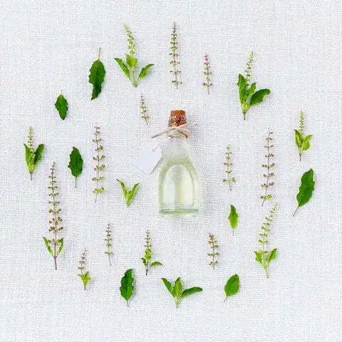 Tulsi Medicinal Uses - Why Do Hindus Worship Tulsi?