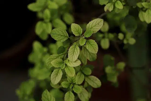 Tulsi plant - Hindu symbols