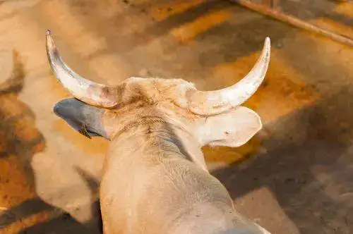 The horns of a bull
