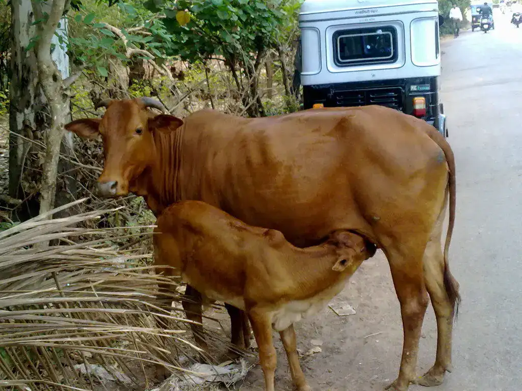 A calf drinking milk of a cow - Hinduism for kids 