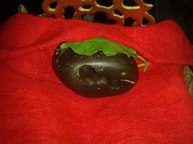 Lakshmi-Narasimha Shaligram
