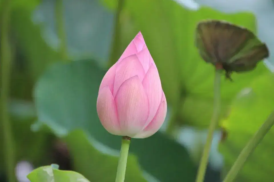 A Lotus Bud