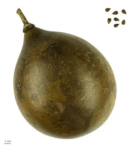 Kamandalu fruit
